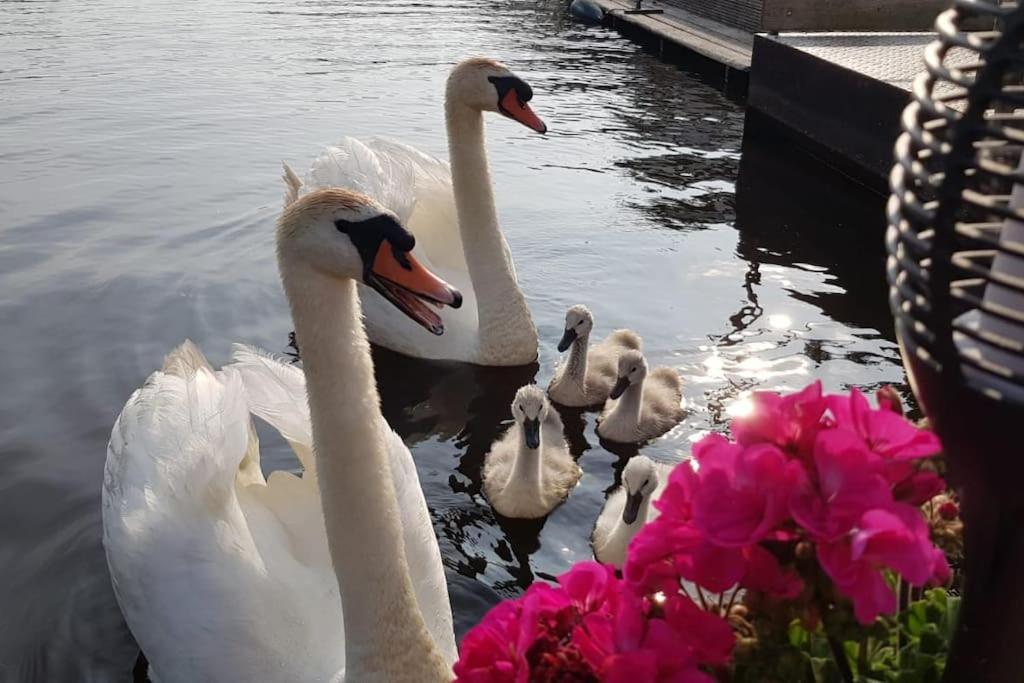 بروك إن ووترلاند Out Of Amsterdam, River Apartment Close To City المظهر الخارجي الصورة